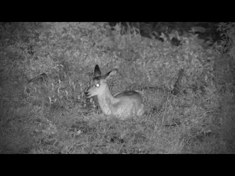 Impala Lamb Jumps Around | Wild Sighting