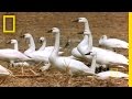 Only The Strong Survive National Geographic