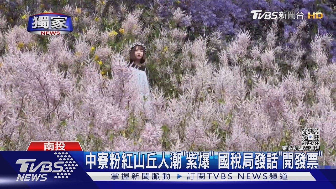 影音/南投8000坪私人花園「粉紅山丘」爆紅 228人潮擠爆國稅局盯上