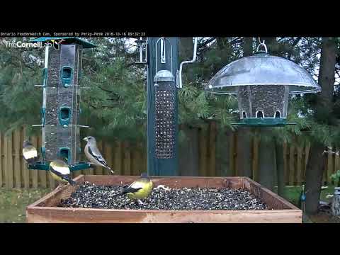 First Evening Grosbeaks Of The Season! – Oct. 16, 2018