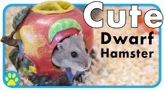 Cute & Tiny Dwarf Hamster Explores Her Home | Osmium 🐹 by ErinsAnimals