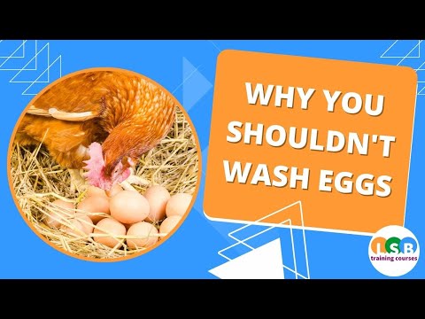 Why you shouldn't wash your eggs