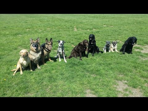 "Socialising the pants off Izzy"