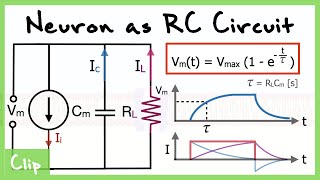Neuron As RC Circuit Explained And Analysis of the Time Constant Tau