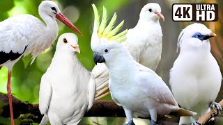 BEAUTIFUL WHITE BIRDS | AMAZING BIRD SONGS | RELAXING BIRD SOUNDS | STUNNING NATURE | STRESS RELIEF