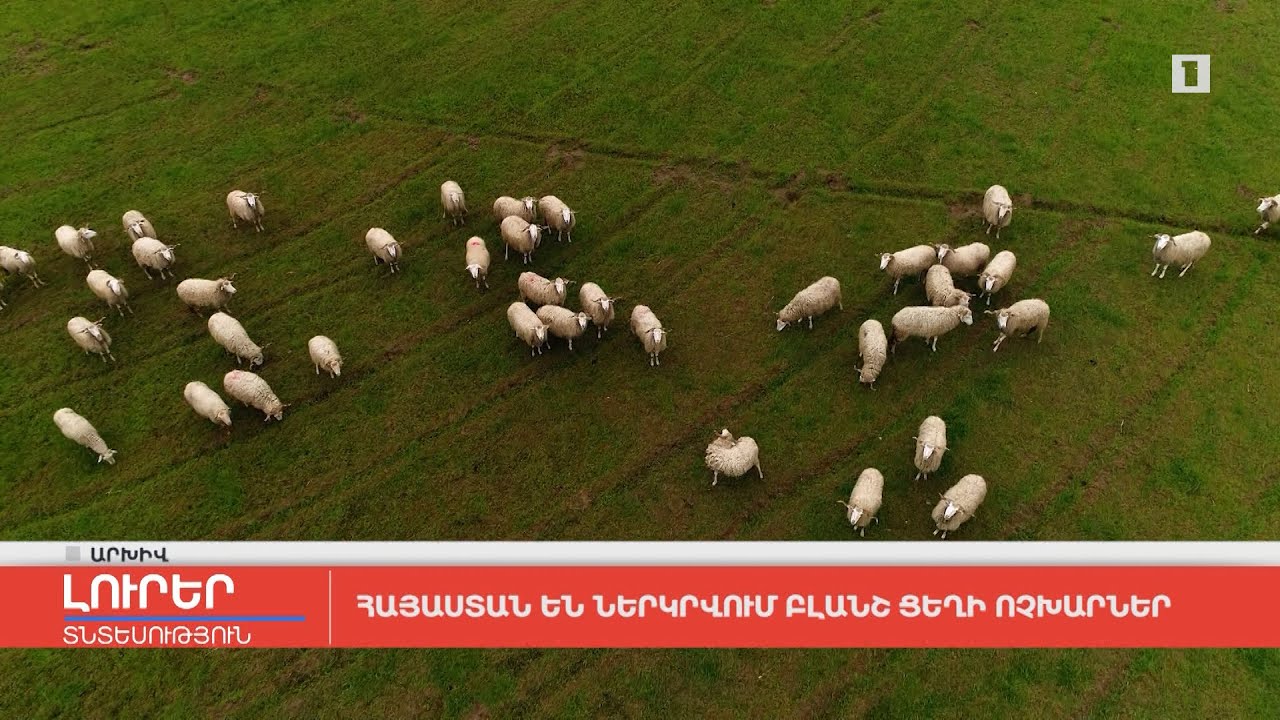 Հայաստան են ներկրվում Բլանշ ցեղի ոչխարներ