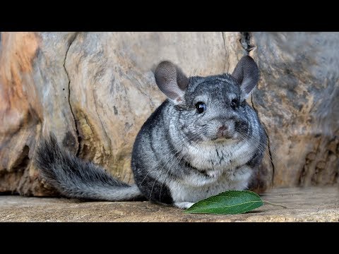 YouTube video about: How many species of birds can be found in uruguay?