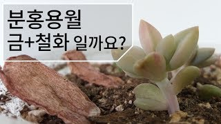 잎꽂이 분홍용월(다육이) 금 철화 일까요? succulent 173화 #해맑은TV