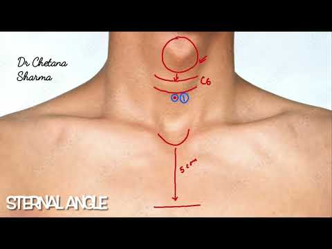 Surface marking of trachea