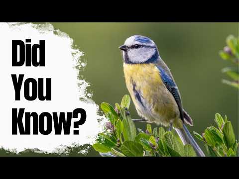 Most people don't know these Blue Tit Facts