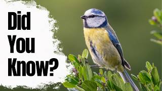Download lagu Most people don't know these Blue Tit Facts mp3