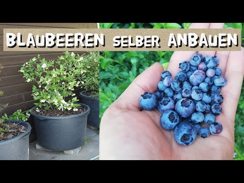 Growing blueberries yourself - the right soil - care - growing in pots on the balcony