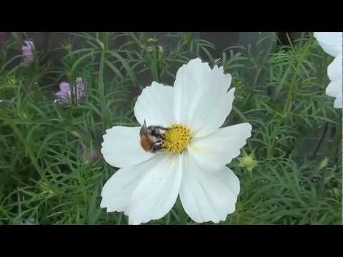 Bijen en hommels op de Cosmosbloemen