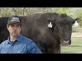 New HUGE Mean Bull Might Be TOO Big Heavy Ranching 19