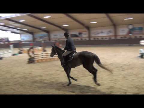 SOLD Capistrana 5 y/o mare by Capistrano X Narew XX placed 110