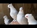 Best Fancy Pigeon Farm | Amazing Fancy Pigeon Breeds. (Bird Video)