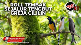 Download lagu 🔴 Live Cucak Cungkok Super Gacor Tembakan Istimewa vs Cender Isian Tengkek Buto Kunti Greja Panjang mp3 Download lagu 🔴 Live Cucak Cungkok Super Gacor Tembakan Istimewa vs Cender Isian Tengkek Buto Kunti Greja Panjang mp3
