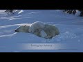 Polar Bear Cubs Finding Its Feet   SD 480p