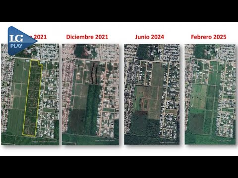 La urbanización arrasa con el limón: Tafí Viejo pierde terreno y Buruyacu consolida su dominio