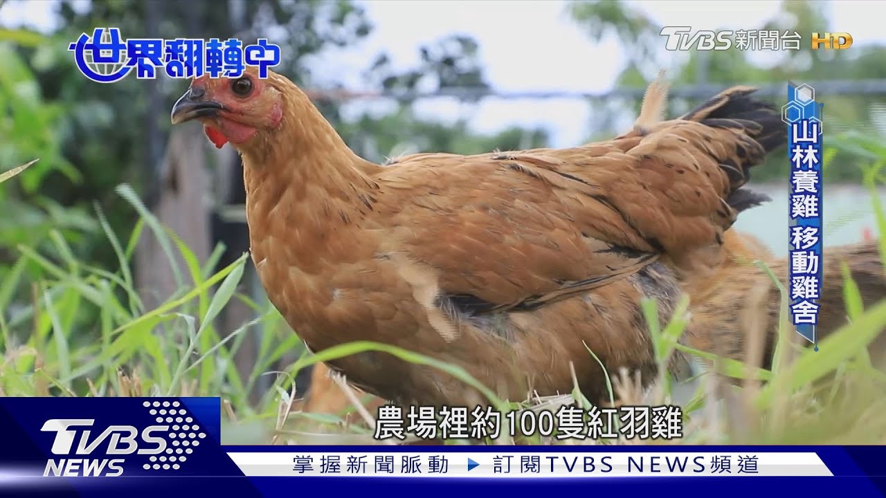 屏東牡丹鄉「山林養雞」友善農業落實山村永續！