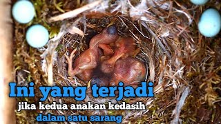 Download lagu This is what happens when two baby kedasih birds are in one nest mp3