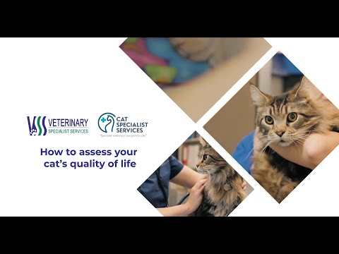 How to assess your cat’s quality of life