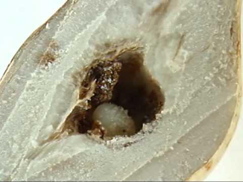 Goldenrod Gall Moth Larvae - in cut-away spindle gall