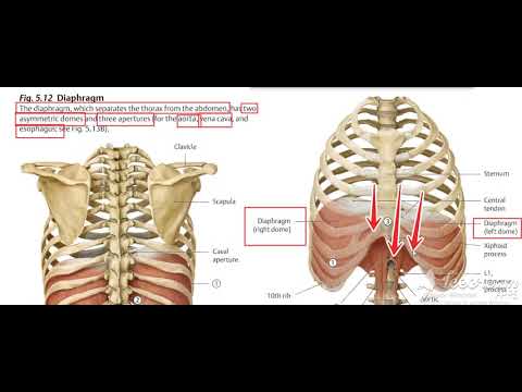 Thoracic cage
