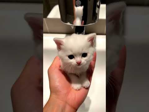 Bubble Kitten 🐾🫧 #cat #kitten #cutecat #catlover #bubble