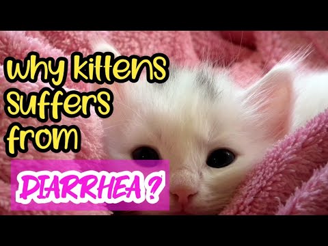 Why our kittens suffer from Diarrhea