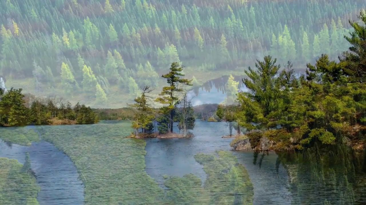 What lives in the Canadian Shield?