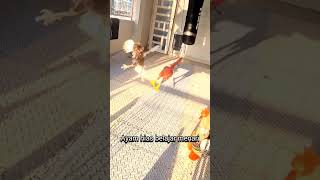 Download lagu pukulan sampe halek part 2 #ayam #ayamlucu #ayamjago #ayamhias #salamsatuhobi mp3