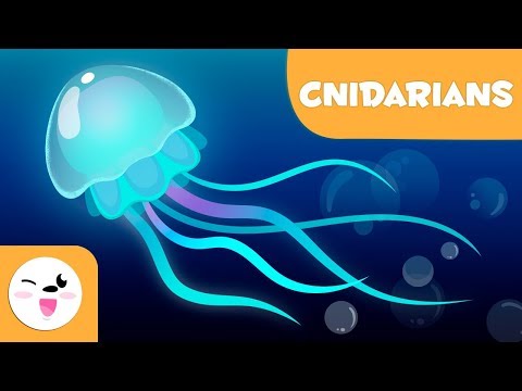 Cnidarians for kids - Invertebrate animals - Natural Science for kids