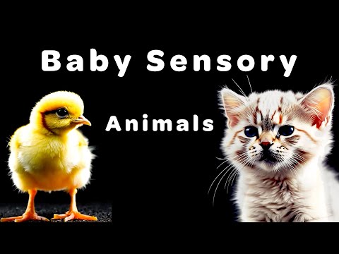 High Contrast Animal Visuals with Soothing Music | Relaxing Sensory Video for Babies