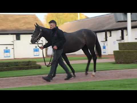 2025 The October Yearling Sale - Lot 77 - f.  N(HAVANA GREY x GREACH)