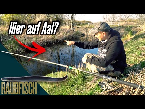 Aale angeln in Mini-Gräben