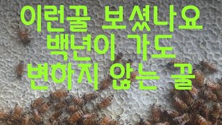 #꿀 100년을 보관할 수있는꿀 #꿀 이런꿀 보셨나요