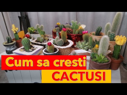, title : 'Cum sa cresti cactusi  || 5 mici secrete ||'