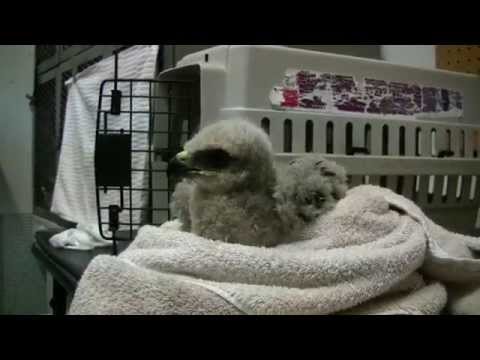 Red-tailed Hawk Nestling Reunited with Her Family