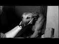 Greyhound Foundation