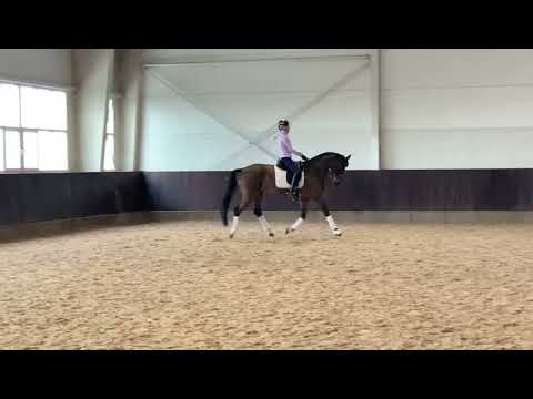 𝐁𝐀𝐈𝐋𝐘 (Belissimo M) 10yo dressage mare, Inter1+passage.