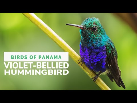 Violet-bellied Hummingbird: Range, Iridescent Colors & Male vs. Female Plumage Explained