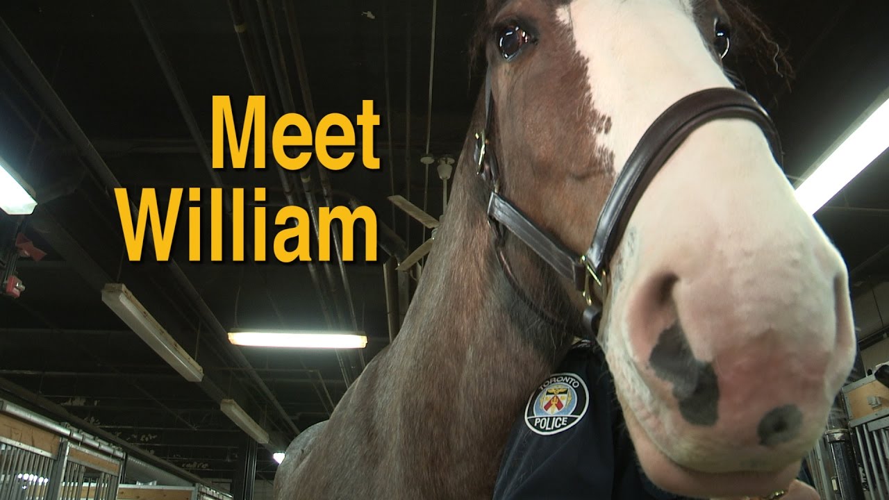 William, the Mounted Unit's newest horse is introduced
