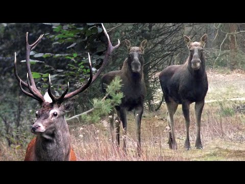 Nasze najciekawsze spotkania z przyrodą w roku 2020