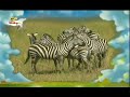The Amazing World Zebras