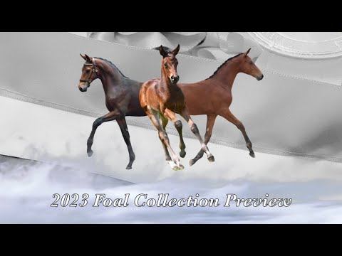 2023 Foal Collection - Preview of foals due at Future Sport Horses stud