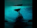 KILLER WHALE: The Story Blackfish Didn’t Tell You