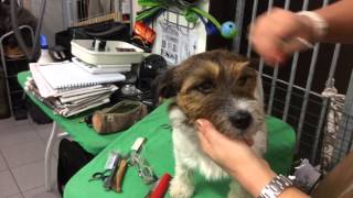 Trimtips för att lära sig trimma en Jack Russell terrier