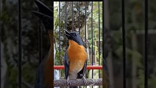 Download lagu pancingan tledekan gunung gacor #tledekangununggacor #bird #kicaumania #tledekanbakaugacor mp3 Download lagu pancingan tledekan gunung gacor #tledekangununggacor #bird #kicaumania #tledekanbakaugacor mp3