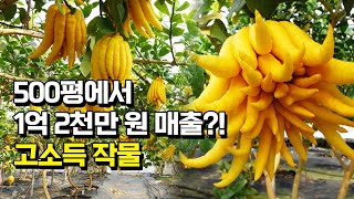 전국 유일 불수감 농장! 1주당 매출 160만원 고소득 작물 불수감에 대한 모든 것